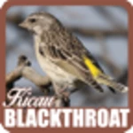 Logo of Kicau Blackthroat android Application 